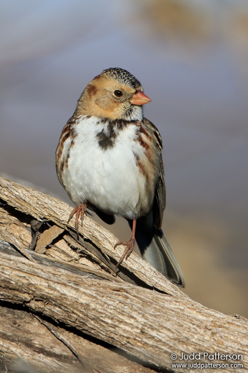 Harris Sparrow, Saline County, Kansas, United States